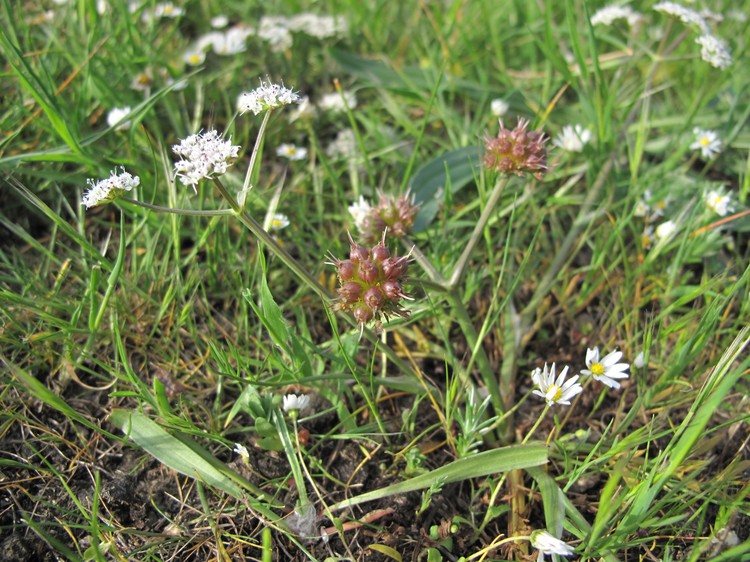 Oenanthe globulosa